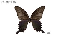 藏品(穹翠鳳蝶)的圖片